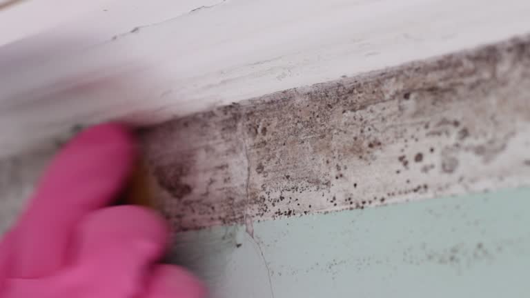 Best Emergency Mold Remediation  in Wyomissing, PA